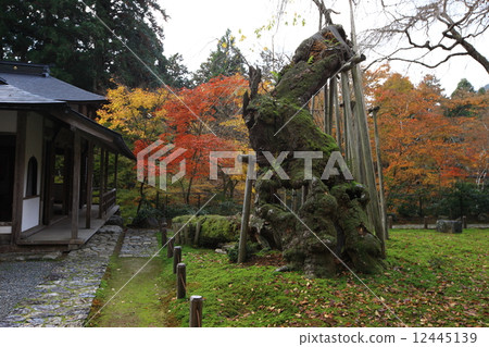 Autumn leaves of Togansuji Temple Autumn leaves of Togansuji Temple 12445139