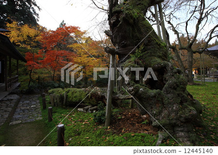 Togansuji寺廟秋葉 12445140