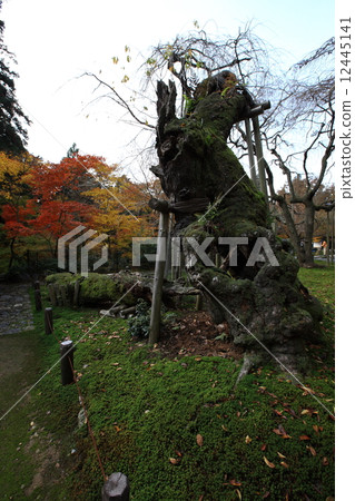 Togansuji寺廟秋葉 Togansuji寺廟秋葉 12445141