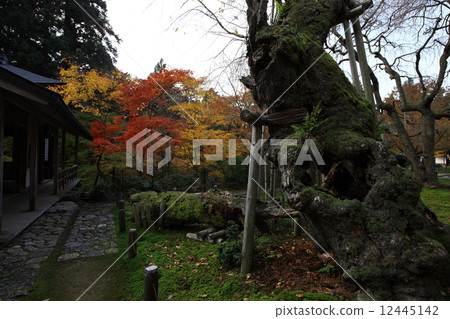 Autumn leaves of Togansuji Temple Autumn leaves of Togansuji Temple 12445142