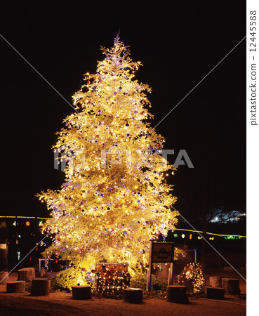 Christmas tree  12445588