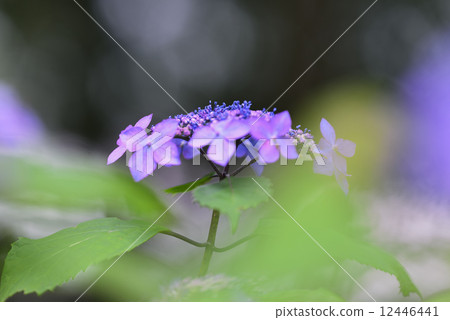 Kurohime(繡球花) Kurohime(繡球花) 12446441