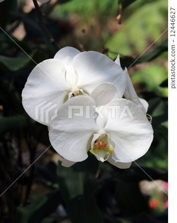 white orchid tropical flowers in garden white orchid tropical flowers in garden 12446627