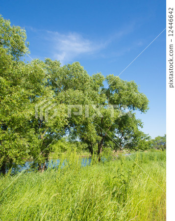春天河岸上的一個小樹林 12446642