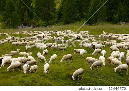 Sheep Sheep 12446770