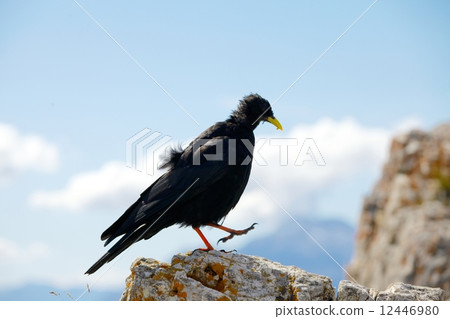 Crow Crow 12446980