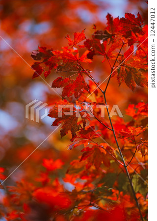 Colored Japanese maple leaves Colored Japanese maple leaves 12447012