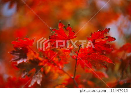 Colored Japanese maple leaves 12447013