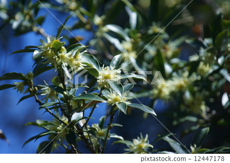 我是Shikimi。 12447178