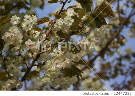 我的名字是Depression Gold Cherry Blossoms Kuakakakura。 12447222