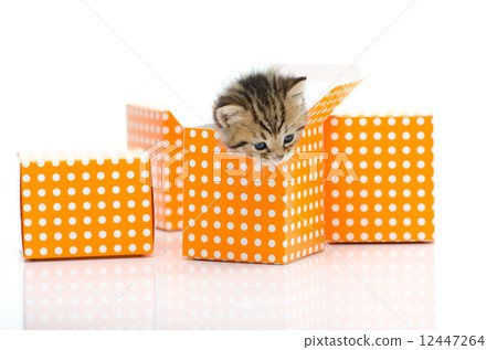 Cute tabby kitten in orange polka dot box on white background 12447264