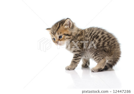 Cute tabby kitten on white background Cute tabby kitten on white background 12447286