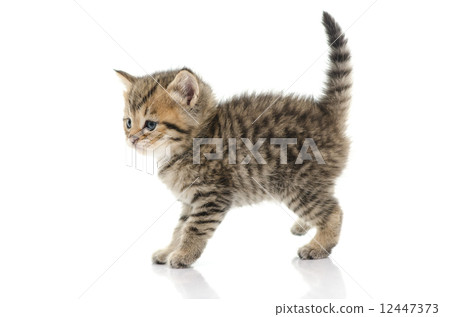 Cute tabby kitten on white background Cute tabby kitten on white background 12447373