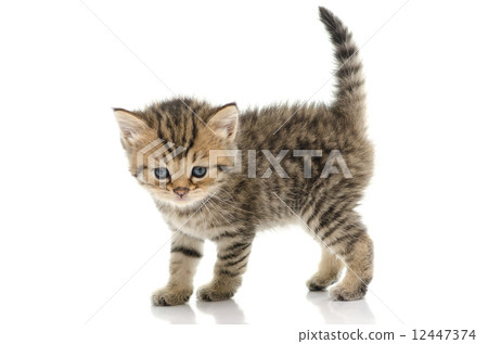 Cute tabby kitten on white background Cute tabby kitten on white background 12447374
