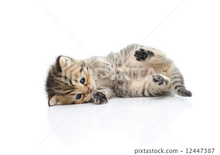 Cute tabby kitten on white background Cute tabby kitten on white background 12447387