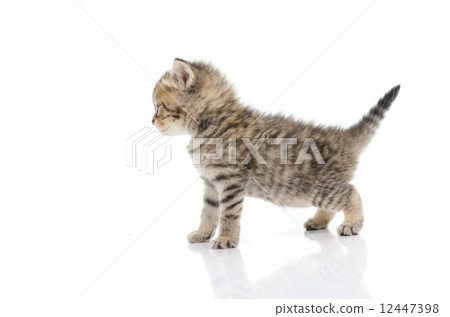 Cute tabby kitten on white background Cute tabby kitten on white background 12447398