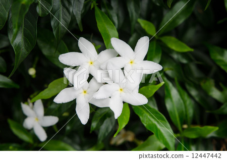 Close up little white flowers Close up little white flowers 12447442