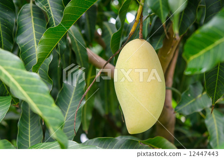 Close up of Barracuda mango in garden 12447443