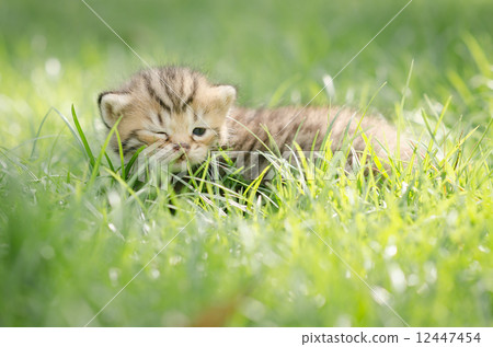 Cute newborn kitten american shorthair on grass Cute newborn kitten american shorthair on grass 12447454