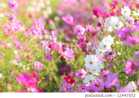 Cosmos field Cosmos field 12447852
