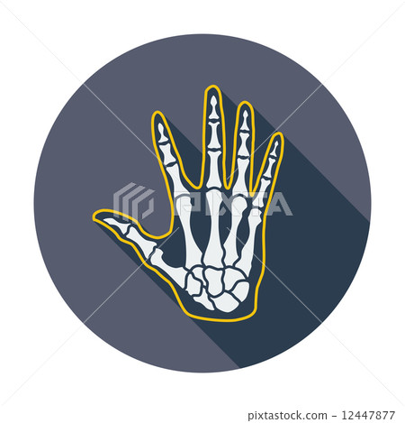 Anatomy hand 12447877