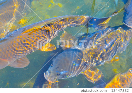 Koi swimming (Tomoe river (Uzumagawa) / Tochigi-shi, Tochigi prefecture) 12447882