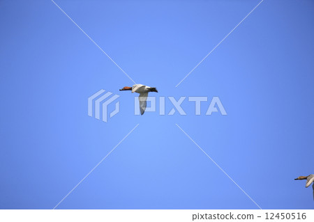 Flying Hoshidaro Flying Hoshidaro 12450516
