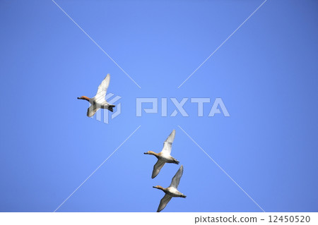 Flying Hoshidaro 12450520