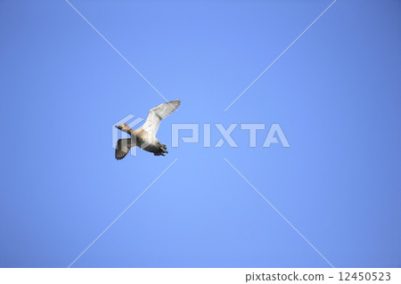 Flying Hoshidaro 12450523