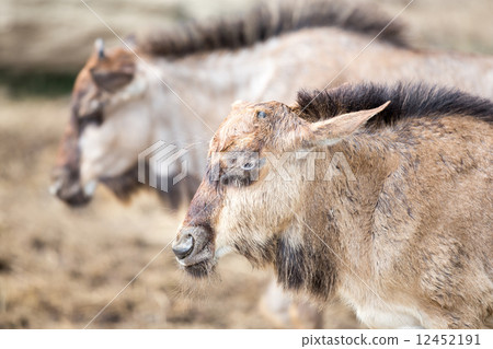 Young Wilderbeest Young Wilderbeest 12452191