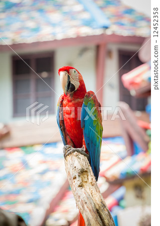 scarlet macaws on the tree scarlet macaws on the tree 12452358