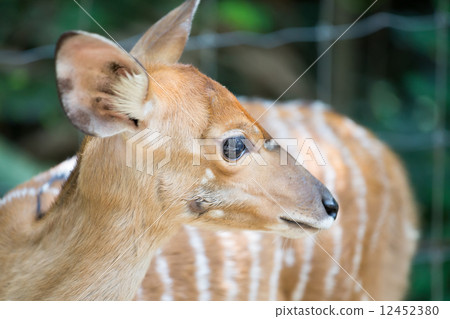 close up of female nyala head ( tragelaphus angasii ) 12452380