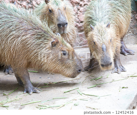 Capybara (Hydrochoerus hydrochaeris) Capybara (Hydrochoerus hydrochaeris) 12452416