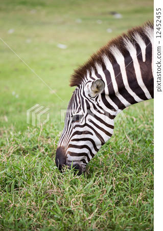 Zebra 12452455