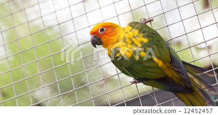 Sun Conure Parrot Sun Conure Parrot 12452457