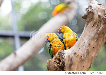 Sun Conure Parrot 12452468