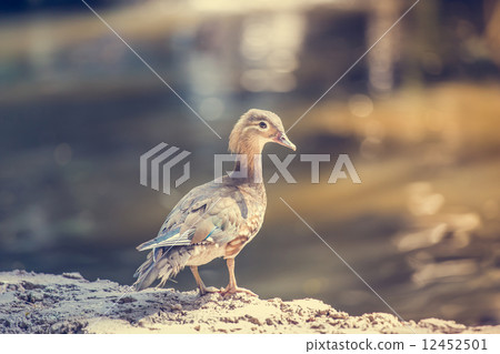 Female Duck 12452501