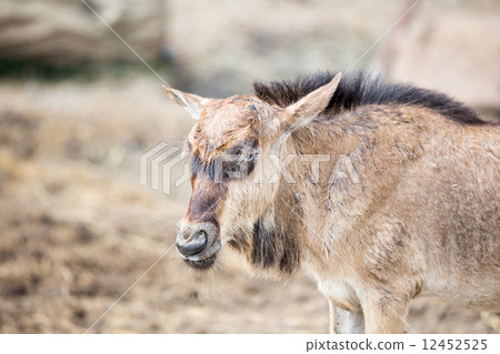 Young Wilderbeest Young Wilderbeest 12452525