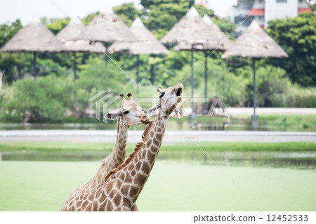 giraffe 12452533