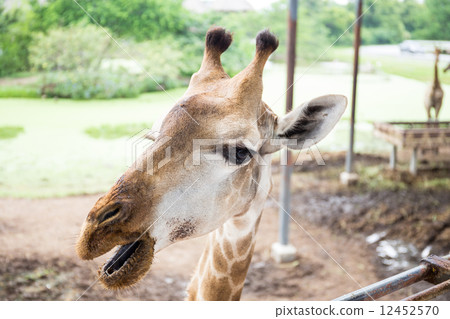 Close up giraffe face 12452570