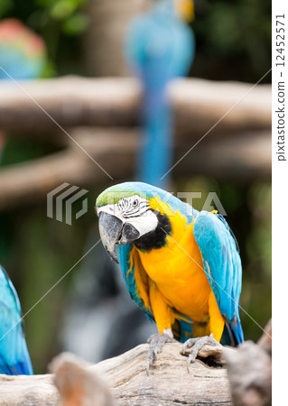 macaw 12452571