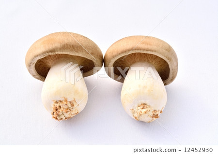 漢離褶傘菇 12452930