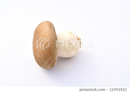 漢離褶傘菇 12452932