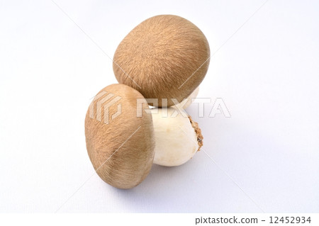 漢離褶傘菇 12452934