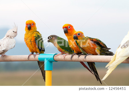 Sun conure parrot ,bird Sun conure parrot ,bird 12456451