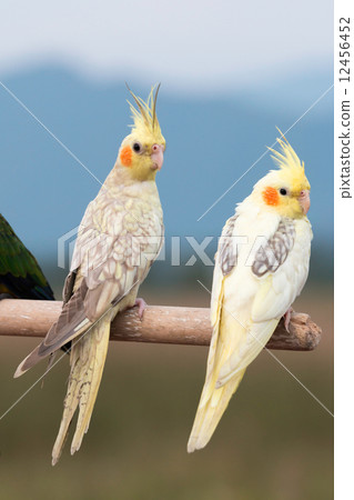 Cockatiel parrot ,bird 12456452