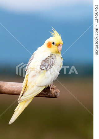 Cockatiel parrot ,bird 12456453