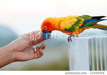 Sun conure parrot ,bird Sun conure parrot ,bird 12456458
