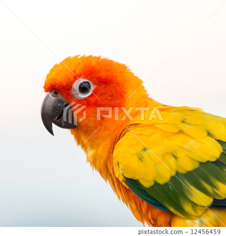 Sun conure parrot ,bird 12456459