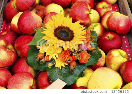 蘋果和向日葵 12456535